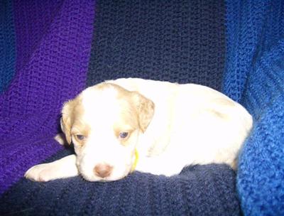 Brittany Puppies for Sale